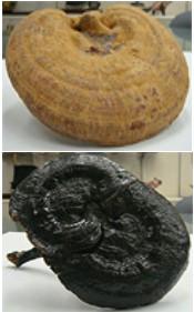 Ganoderma lucidum and Ganoderma japonicum 